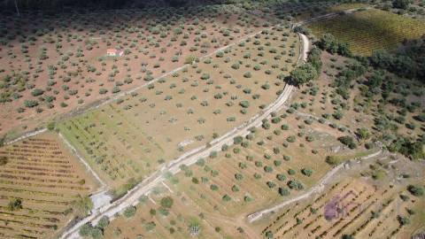Terreno Rústico  Venda em Pinhel,Pinhel