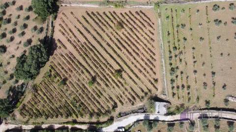 Terreno Rústico  Venda em Pinhel,Pinhel