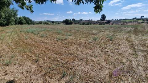 Terreno Rústico  Venda em Souro Pires,Pinhel