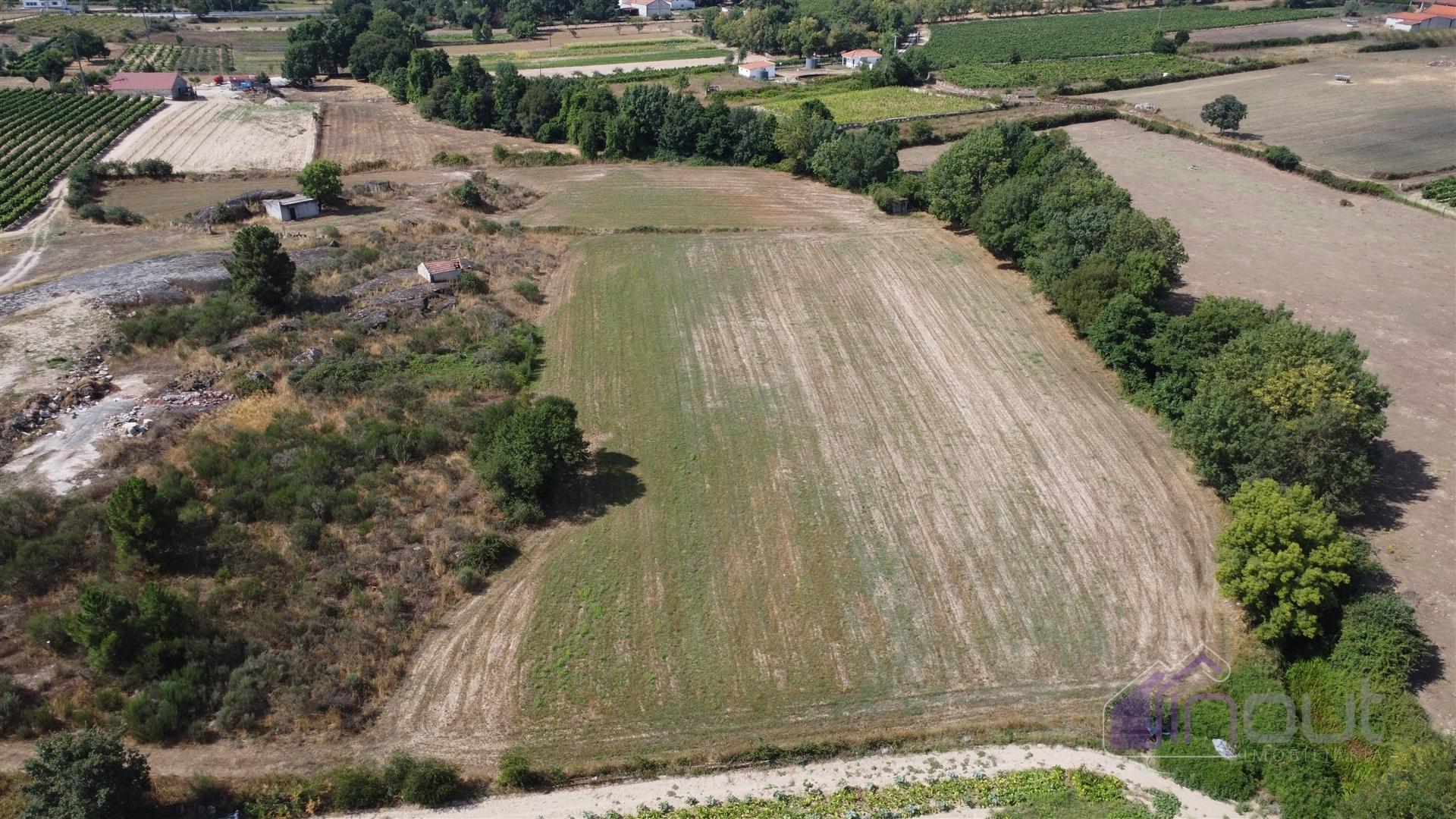 Terreno Rústico  Venda em Souro Pires,Pinhel