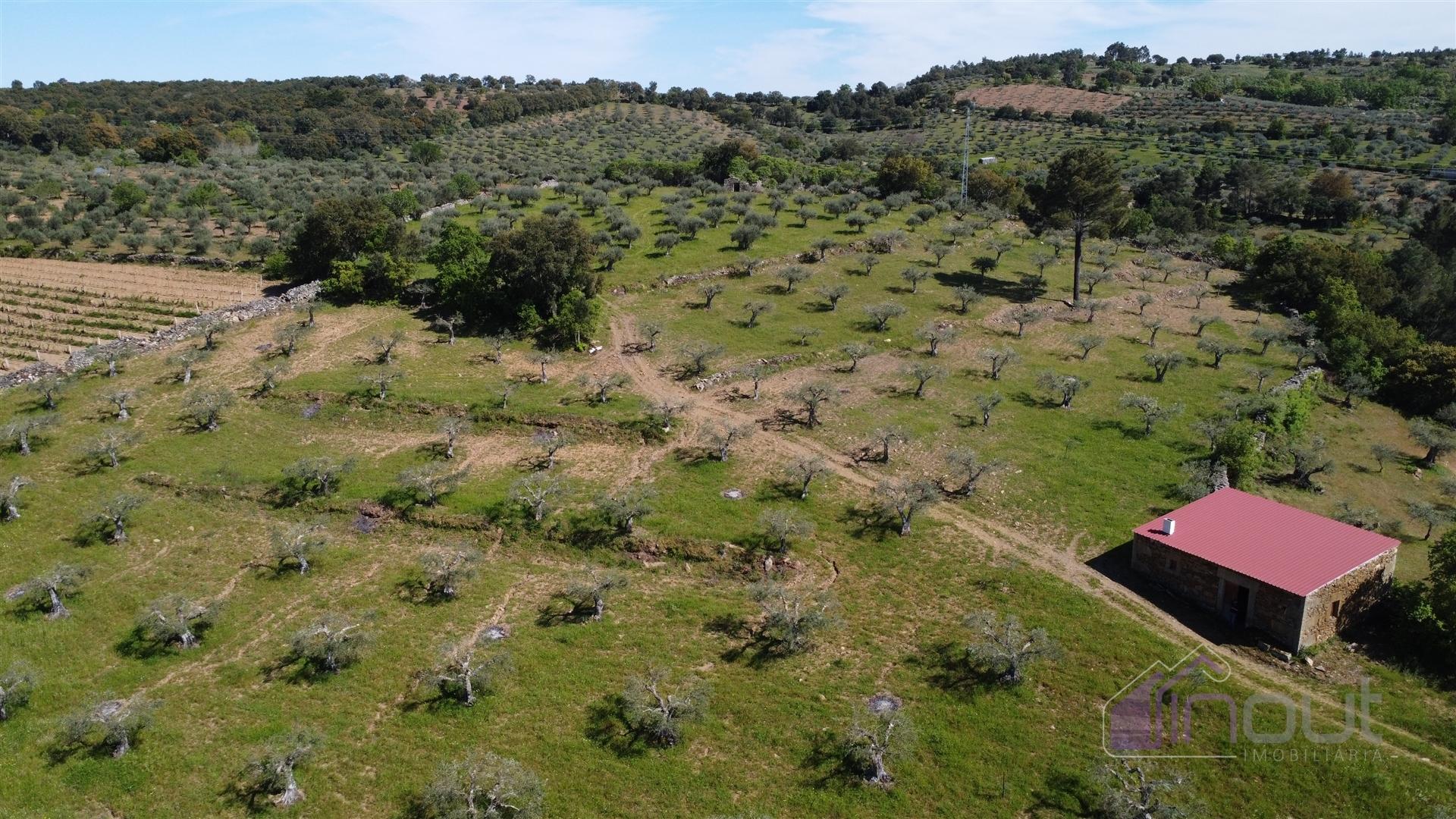 Terreno Rústico  Venda em Pinhel,Pinhel