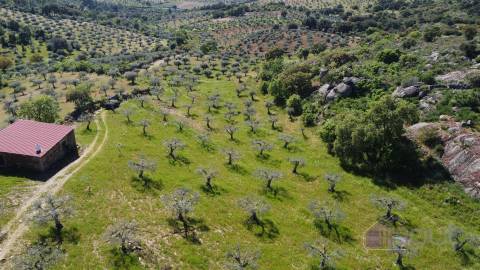 Terreno Rústico  Venda em Pinhel,Pinhel