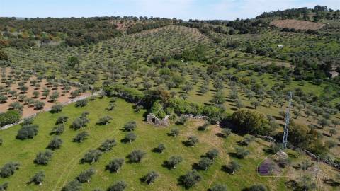 Terreno Rústico  Venda em Pinhel,Pinhel