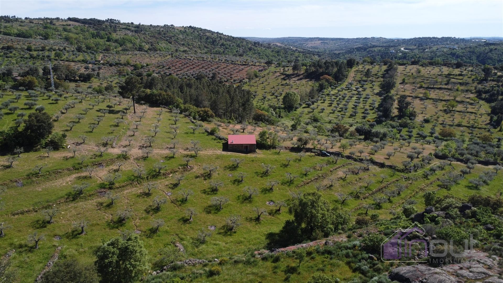 Terreno Rústico  Venda em Pinhel,Pinhel