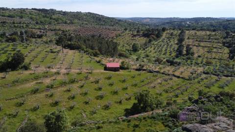 Terreno Rústico  Venda em Pinhel,Pinhel