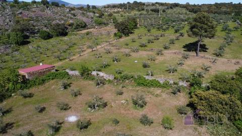 Terreno Rústico  Venda em Pinhel,Pinhel