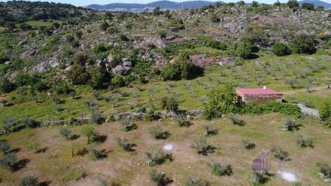 Terreno Rústico  Venda em Pinhel,Pinhel