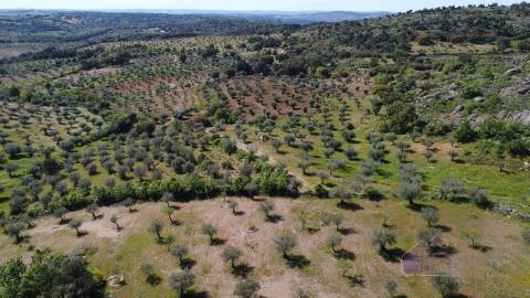 Terreno Rústico  Venda em Pinhel,Pinhel