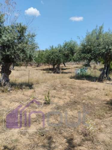 Conjunto de Moradias e Ruínas Urbanas para Reconstrução – Terreno de 6.000m² com Água, Eletricidade