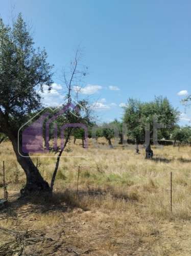 Conjunto de Moradias e Ruínas Urbanas para Reconstrução – Terreno de 6.000m² com Água, Eletricidade