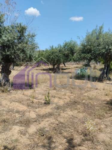 Conjunto de Moradias e Ruínas Urbanas para Reconstrução – Terreno de 6.000m² com Água, Eletricidade