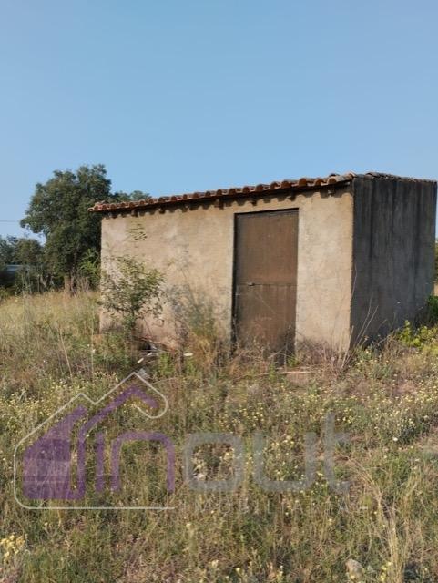 Quinta com 3 Hectares – Olival Tradicional, Árvores de Fruto e Excelentes Acessos junto à Nacional 1