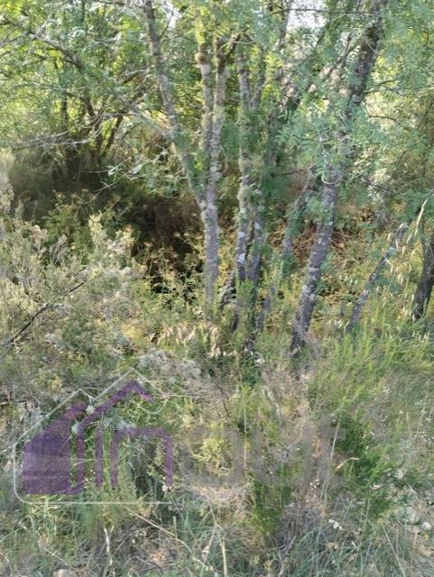 Quinta com 3 Hectares – Olival Tradicional, Árvores de Fruto e Excelentes Acessos junto à Nacional 1