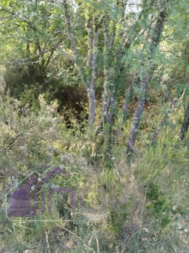 Quinta com 3 Hectares – Olival Tradicional, Árvores de Fruto e Excelentes Acessos junto à Nacional 1