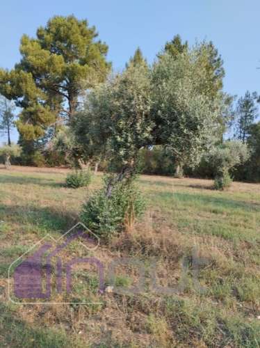 Quinta com 3 Hectares – Olival Tradicional, Árvores de Fruto e Excelentes Acessos junto à Nacional 1