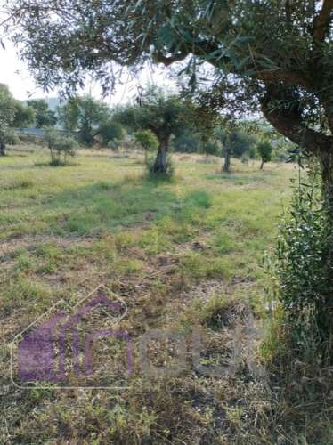 Quinta com 3 Hectares – Olival Tradicional, Árvores de Fruto e Excelentes Acessos junto à Nacional 1