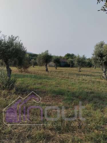 Quinta com 3 Hectares – Olival Tradicional, Árvores de Fruto e Excelentes Acessos junto à Nacional 1