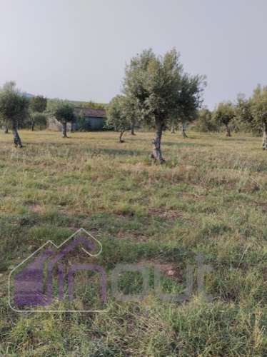 Quinta com 3 Hectares – Olival Tradicional, Árvores de Fruto e Excelentes Acessos junto à Nacional 1