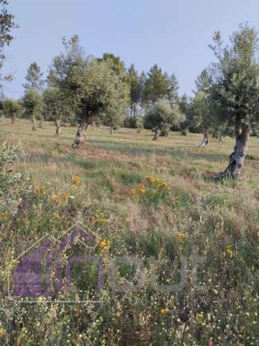 Quinta com 3 Hectares – Olival Tradicional, Árvores de Fruto e Excelentes Acessos junto à Nacional 1
