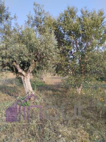 Quinta com 3 Hectares – Olival Tradicional, Árvores de Fruto e Excelentes Acessos junto à Nacional 1