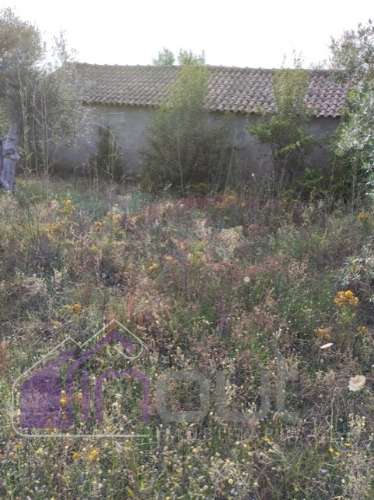 Quinta com 3 Hectares – Olival Tradicional, Árvores de Fruto e Excelentes Acessos junto à Nacional 1