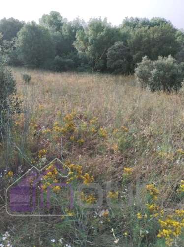 Quinta com 3 Hectares – Olival Tradicional, Árvores de Fruto e Excelentes Acessos junto à Nacional 1