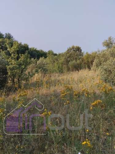 Quinta com 3 Hectares – Olival Tradicional, Árvores de Fruto e Excelentes Acessos junto à Nacional 1