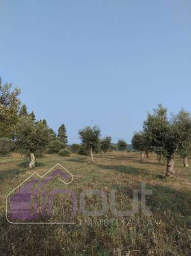 Quinta com 3 Hectares – Olival Tradicional, Árvores de Fruto e Excelentes Acessos junto à Nacional 1