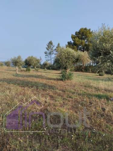 Quinta com 3 Hectares – Olival Tradicional, Árvores de Fruto e Excelentes Acessos junto à Nacional 1