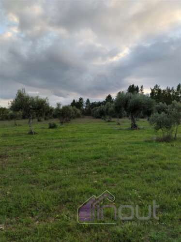 Quinta com 3 Hectares – Olival Tradicional, Árvores de Fruto e Excelentes Acessos junto à Nacional 1