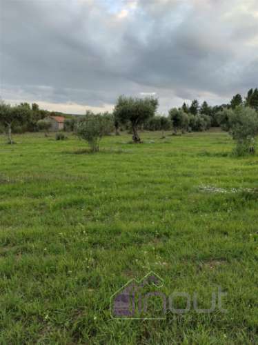 Quinta com 3 Hectares – Olival Tradicional, Árvores de Fruto e Excelentes Acessos junto à Nacional 1