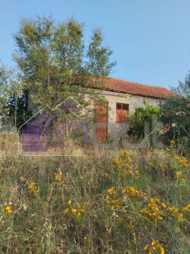 Quinta com 3 Hectares – Olival Tradicional, Árvores de Fruto e Excelentes Acessos junto à Nacional 1