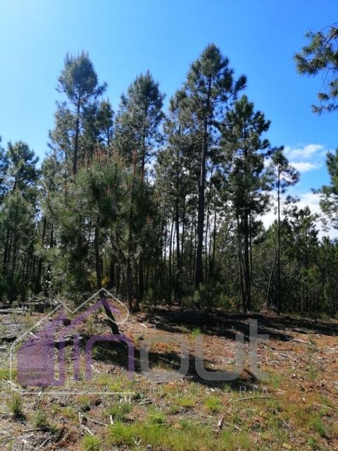 Terreno Rústico com 6.000m² — Excelente Localização, Potencial de Construção e Vista Aberta sobre a