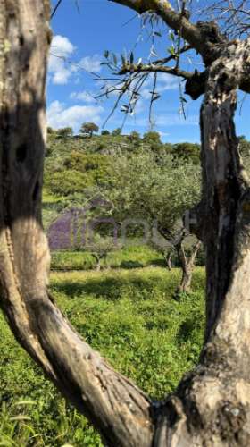 Quinta Rural com Recursos Naturais e Potencial Agrícola – A Apenas 200m da Fronteira com Espanha