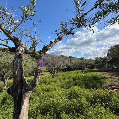 Quinta Rural com Recursos Naturais e Potencial Agrícola – A Apenas 200m da Fronteira com Espanha