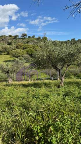 Quinta Rural com Recursos Naturais e Potencial Agrícola – A Apenas 200m da Fronteira com Espanha