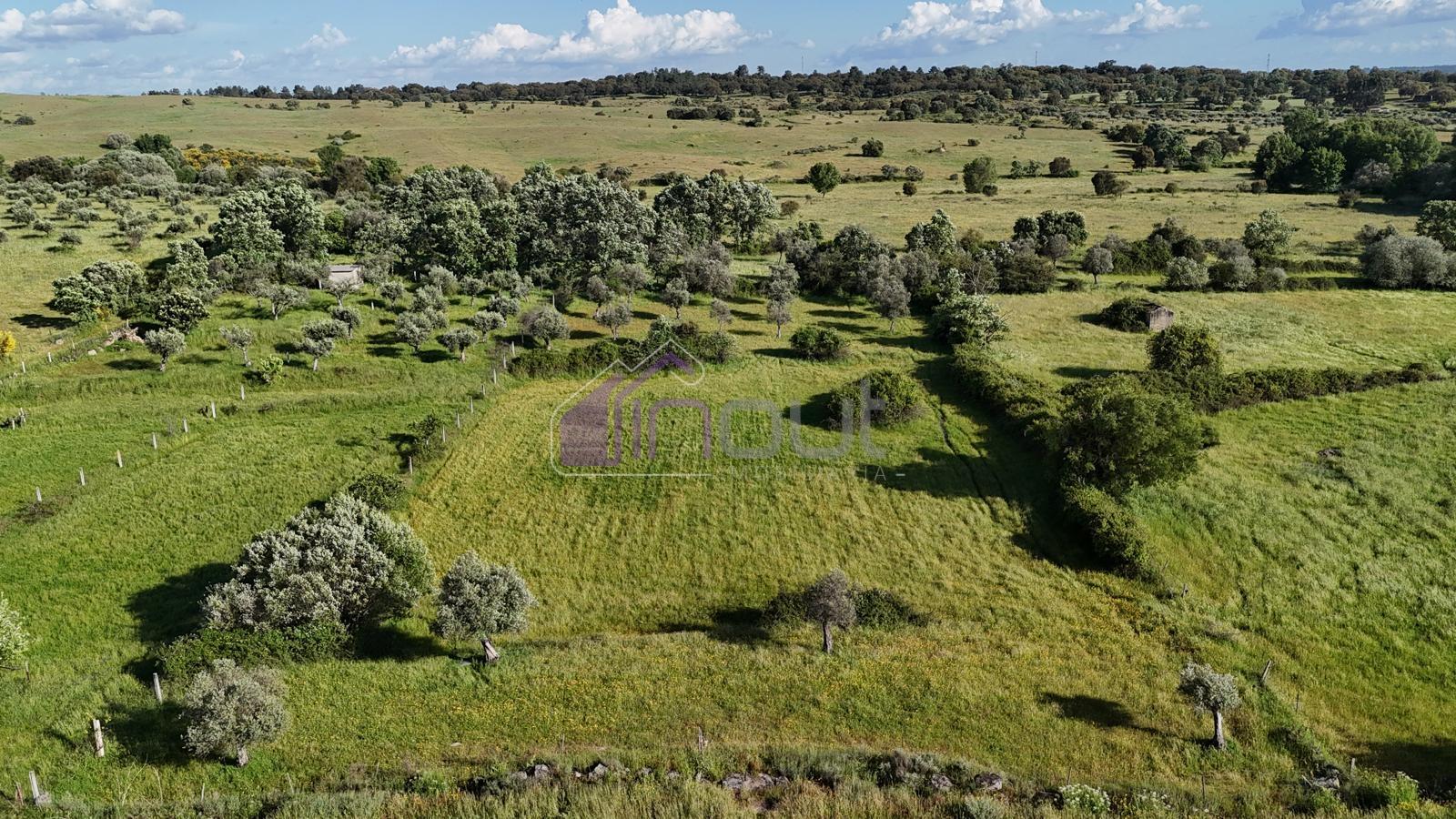 Terreno Rústico com Oliveiras e Poços – Próximo à Orca, Fundão