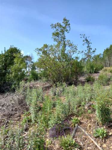 Quinta , Castelo Branco, Caste