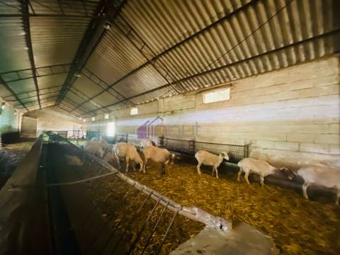 Propriedade Agrícola com 20 Hectares – Excelente Potencial e Preço Atraente