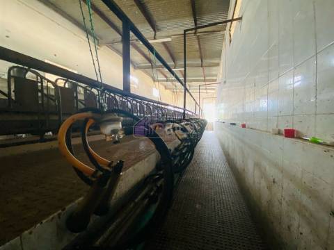 Propriedade Agrícola com 20 Hectares – Excelente Potencial e Preço Atraente