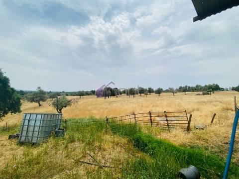 Propriedade Agrícola com 20 Hectares – Excelente Potencial e Preço Atraente