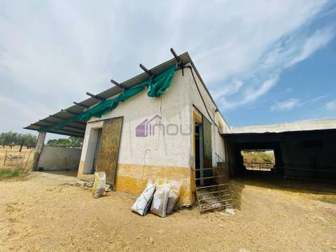 Propriedade Agrícola com 20 Hectares – Excelente Potencial e Preço Atraente