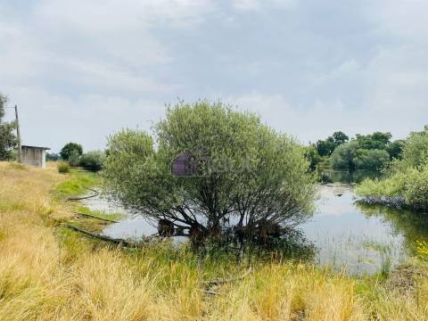 Propriedade Agrícola com 20 Hectares – Excelente Potencial e Preço Atraente