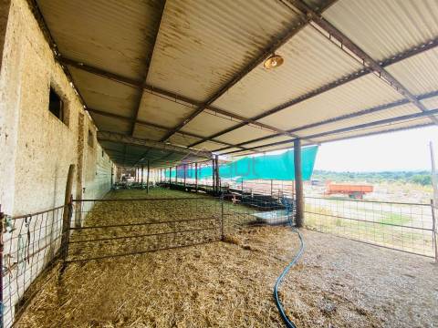 Propriedade Agrícola com 20 Hectares – Excelente Potencial e Preço Atraente