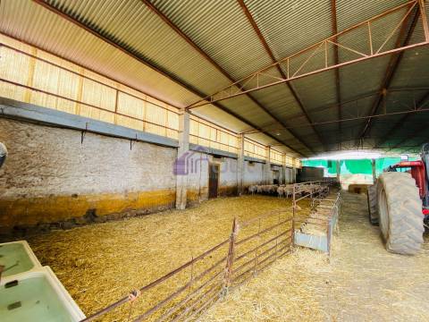 Propriedade Agrícola com 20 Hectares – Excelente Potencial e Preço Atraente