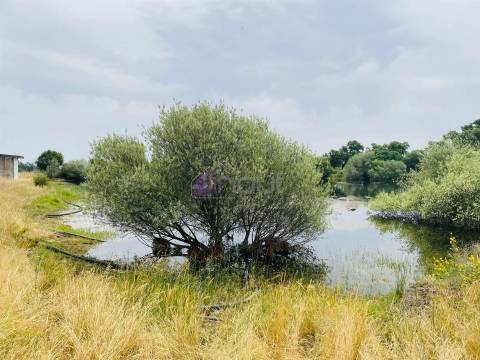 Propriedade Agrícola com 20 Hectares – Excelente Potencial e Preço Atraente