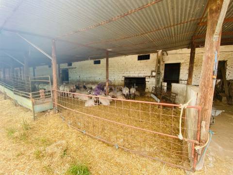 Propriedade Agrícola com 20 Hectares – Excelente Potencial e Preço Atraente