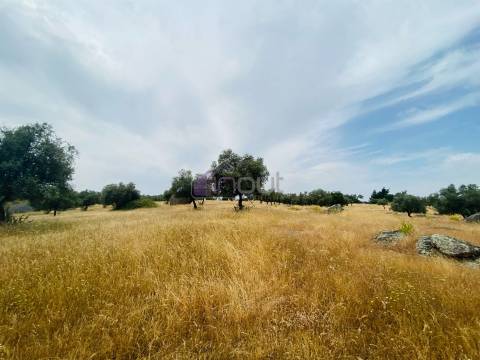 Propriedade Agrícola com 20 Hectares – Excelente Potencial e Preço Atraente