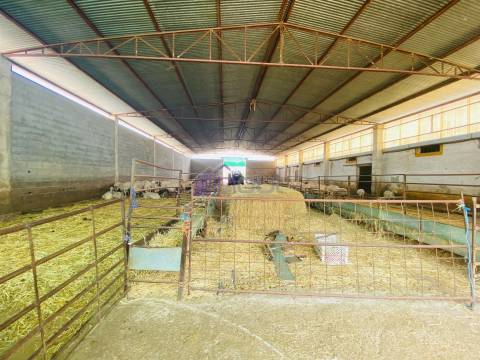 Propriedade Agrícola com 20 Hectares – Excelente Potencial e Preço Atraente