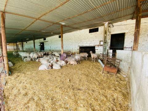 Propriedade Agrícola com 20 Hectares – Excelente Potencial e Preço Atraente